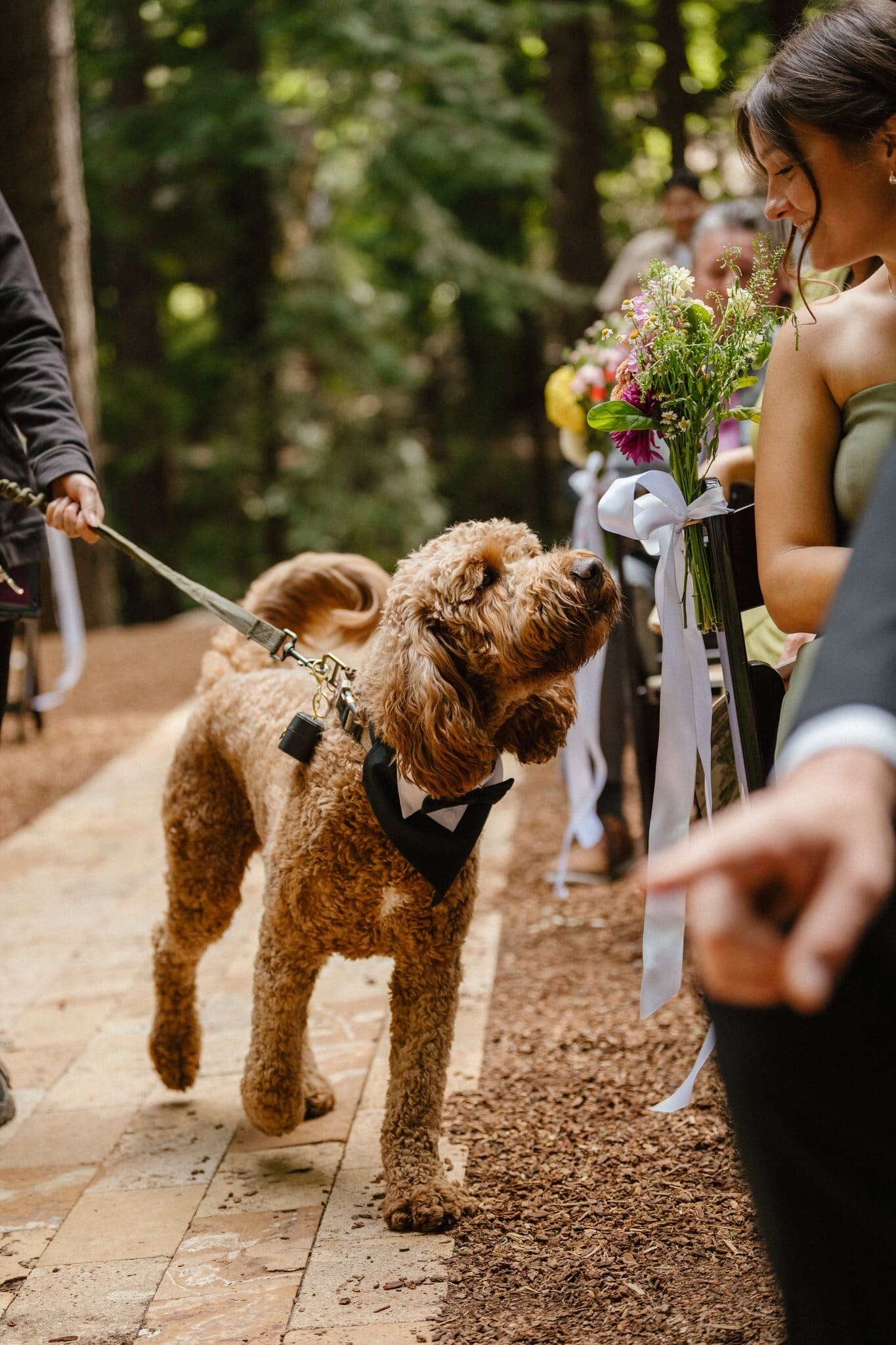 A pup in a bow tie walking down the redwood aisle