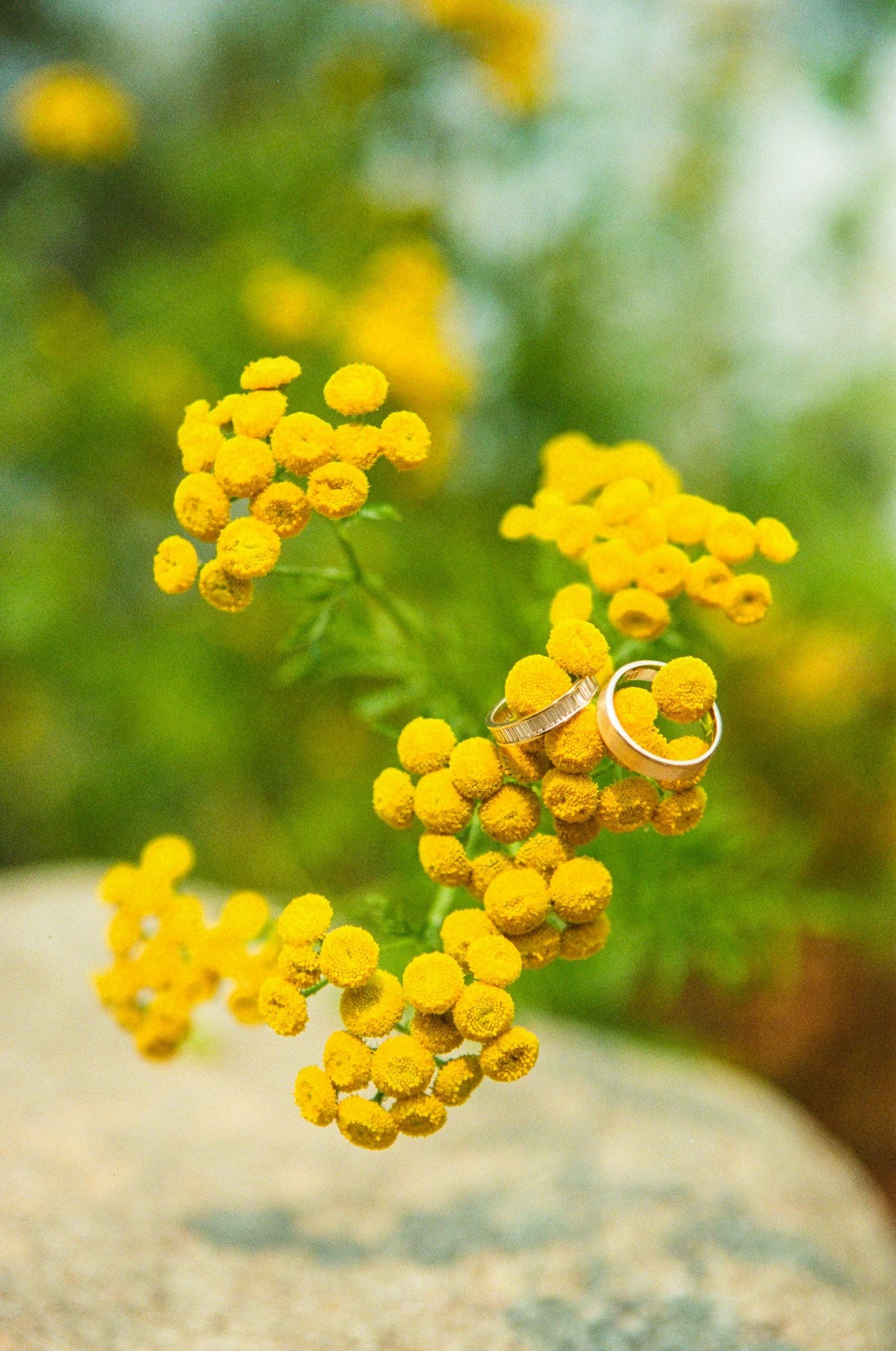 Wedding rings resting on yellow wildflowers by Lake McDonald, on film