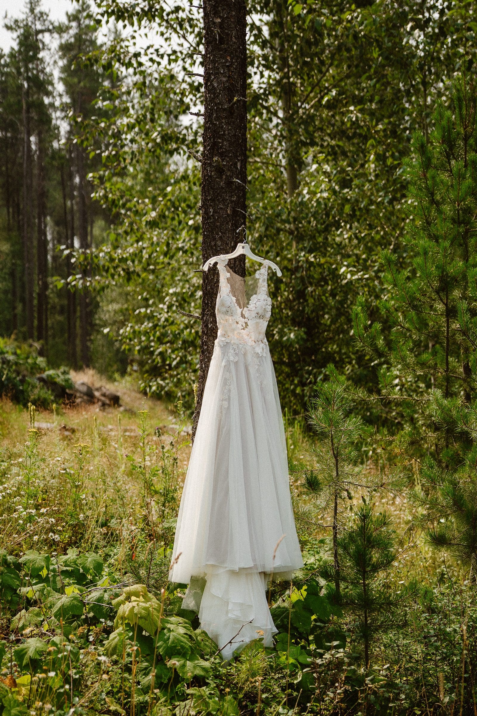 Isabelle's wedding dress hanging from a pine tree in the forest
